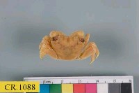 藏品(厚紋蟹屬)的圖片